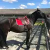 Léa Gimenez - Team Harmonie - @lea.gmz.th - TikTok