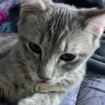 Lea gregg - @mischiefmittens - Instagram