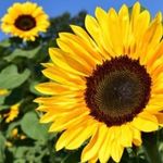 Lea Grimes - @leas_sunflowers14 - Instagram