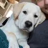 Lea Hahn - @labrador_bailey2021 - TikTok