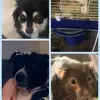 leahancock09 - @animalcam123 - TikTok