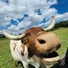leahenderson44 - @leahenderson44 - TikTok