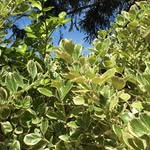Lea Herbert - @leaherbertgaume - Instagram