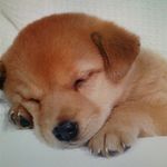 lea herrmann - @dog_care_official - Instagram