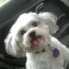 LeaHerrmann  - @mydogandme12 - TikTok