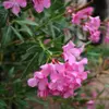 lea_honig25 - @lea_honig25 - TikTok