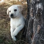 LEA KIŠ 🐶 🐕 - @lea_kish - Instagram