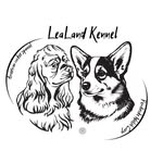 American Cocker/ Pembroke Welsh Corgi - @lea_land_kennel - Instagram