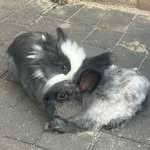 Lea & Leon - @bunnyduoleaandleon - Instagram