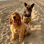 🎀🐶Lea & Lilly🐶🎀 - @lea_and_lilly_ - Instagram