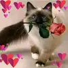 Lea Lilly - @lea.lilly3 - TikTok