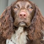 Lea Lilly - @lealillythespringer - Instagram