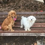 Lea&Lora🐶🐶 - @maltezer_cockerspaniel - Instagram