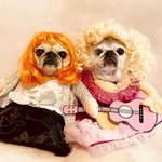 Lea & Lucy: Smoky Mtn Pugs - @lexie_layla_lea - Instagram