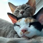 Lea&Luna_DevonRex - @lea_luna_devonrex_solingen - Instagram