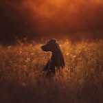 𝖫𝖾𝖺 𝖬𝖺𝗇𝖽𝖾𝗅 | 𝖧𝗎𝗇𝖽𝖾𝖿𝗈𝗍𝗈𝗀𝗋𝖺𝖿𝗂𝗇 | 𝖡𝖺𝖽𝖾𝗇 𝖶ü𝗋𝗍𝗍𝖾𝗆𝖻𝖾𝗋𝗀 - @travelsouls_photography - Instagram