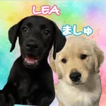𝙻𝙴𝙰♡ましゅ - @lea.marsh66 - Instagram