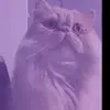 Lea morris22 - @lea.morris22 - TikTok