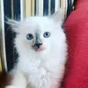 leahneff - @leahneff1 - TikTok