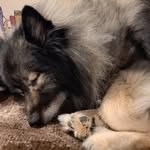 Lea Newton - @lealovespets - Instagram