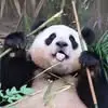 Lea Pham - @leanguyenpham - TikTok