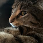 Lea Poulin - @miathecat874 - Instagram