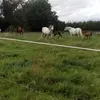 lea roche - @la.petite.fille23 - TikTok