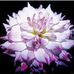 K Lea Rosen - Facebook