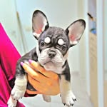 👑🐾👑 LEA 👑🐾👑 - @lea_royal_frenchie - Instagram