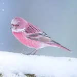 札幌子育て🕊️bird/leaf (バードリーフ) - @birdleaf.sapporo - Instagram