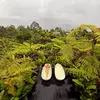 Lea Spencer - @weird.whasian - TikTok