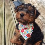 Amber - @amber_lea_welshie_ - Instagram