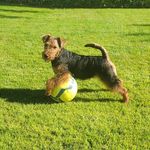 Lea - @lea_welsh_terrier_21 - Instagram