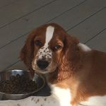 Lea_lollipop_the_welsh - @lea_lollipop_the_welsh - Instagram