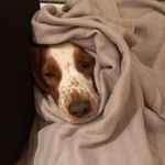 Lea Welsh Springer Spaniel - @welshspringerlea - Instagram