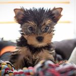 Lea, york shire terrier 🐾 - @leosiapiesio - Instagram
