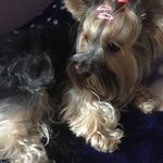 Lea Yorkie - @leayorkie - Instagram