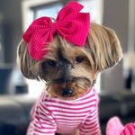 Lea Yorkiegirl💕💕 - @leayorkiegirl - Instagram