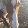 lea_campbell - @lea_campbell - TikTok