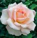 Leah Ali - Facebook