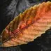 leah_allman - @leah_allman - TikTok