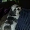 leah andre - @leah.andre - TikTok
