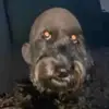 Leah Barrera - @leah.barrera4 - TikTok
