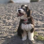 Leah Bender - @dakota_the_bernedoodle - Instagram