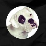 Leah * White Boxer Dog Sweetness - @white.boxer.leah - Instagram