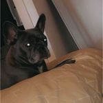 ~Frankie~ - @leahbreen228 - Instagram