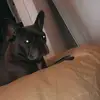 leahbreen335 - @leahbreen335 - TikTok