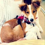 Leah Burley - @skye_the_rescue - Instagram