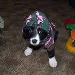 Leah Bustillos - @k9perfection_boise - Instagram