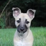 Leah Calloway - @leah_the_shiba - Instagram